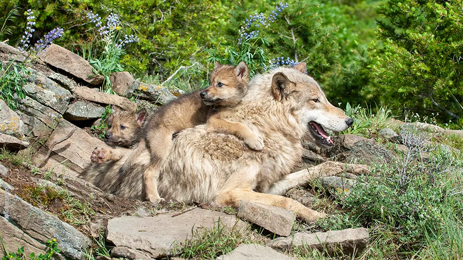 loup et ses petits